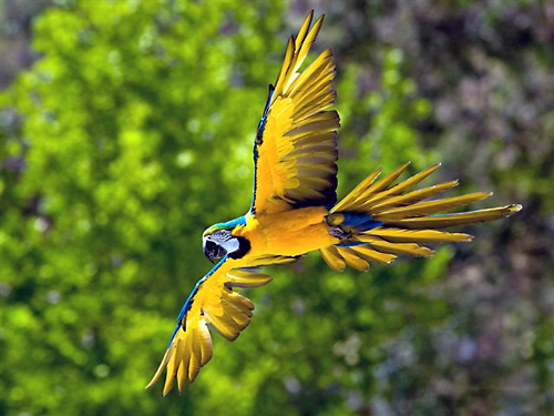parrot island