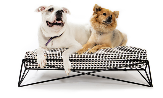 B & G Martin Has The Perfect Gift Your Pooch Will Love B & G Martin Has The Perfect Gift Your Pooch Will Love