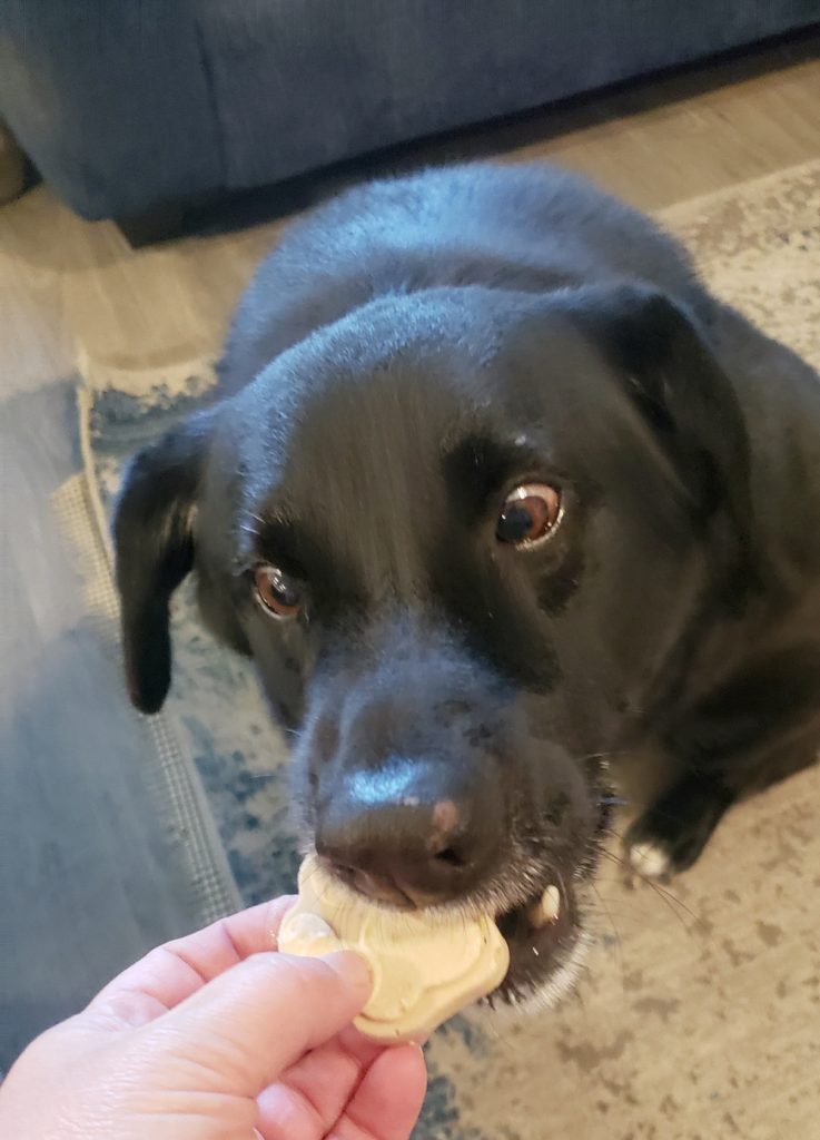 3 Ingredient Frozen Dog Treats